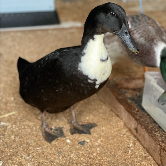 Meet your Posher, Mariah - Picture 6 of 12